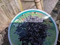 Partij bomen en planten in pot - afbeelding 13 van  91