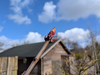 Partij bomen en planten in pot - afbeelding 14 van  91