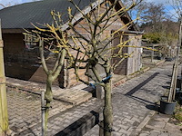 Partij bomen en planten in pot - afbeelding 15 van  91