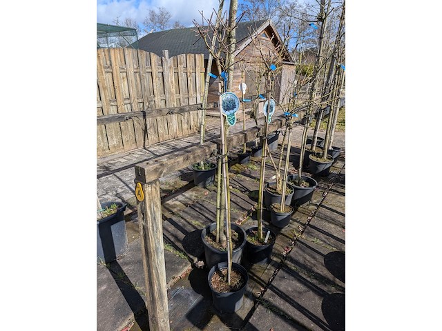 Partij bomen en planten in pot - afbeelding 16 van  91