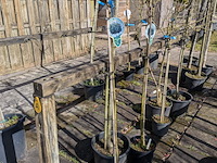 Partij bomen en planten in pot - afbeelding 16 van  91