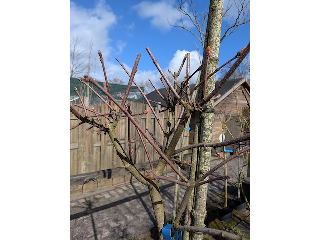 Partij bomen en planten in pot - afbeelding 17 van  91