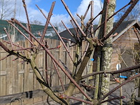 Partij bomen en planten in pot - afbeelding 17 van  91