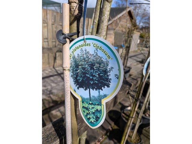 Partij bomen en planten in pot - afbeelding 18 van  91