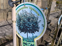 Partij bomen en planten in pot - afbeelding 18 van  91