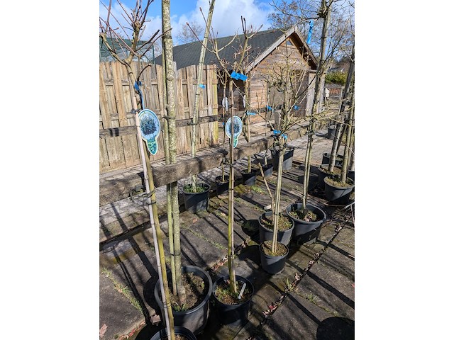 Partij bomen en planten in pot - afbeelding 19 van  91
