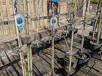 Partij bomen en planten in pot - afbeelding 19 van  91