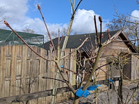 Partij bomen en planten in pot - afbeelding 20 van  91