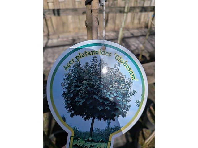 Partij bomen en planten in pot - afbeelding 21 van  91