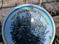 Partij bomen en planten in pot - afbeelding 21 van  91