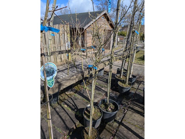 Partij bomen en planten in pot - afbeelding 22 van  91