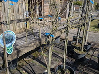 Partij bomen en planten in pot - afbeelding 22 van  91