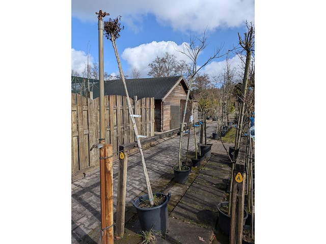 Partij bomen en planten in pot - afbeelding 12 van  91