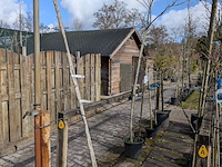 Partij bomen en planten in pot - afbeelding 12 van  91