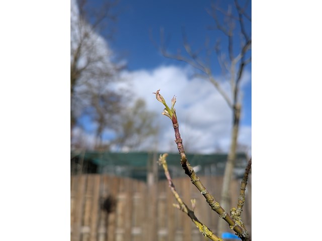 Partij bomen en planten in pot - afbeelding 24 van  91