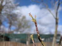Partij bomen en planten in pot - afbeelding 24 van  91