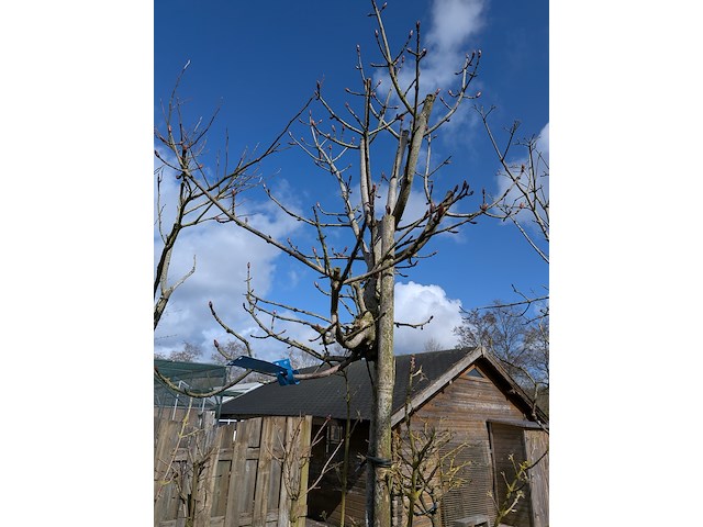 Partij bomen en planten in pot - afbeelding 25 van  91