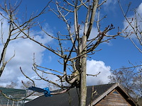 Partij bomen en planten in pot - afbeelding 25 van  91