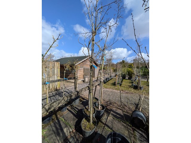 Partij bomen en planten in pot - afbeelding 26 van  91