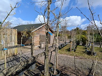 Partij bomen en planten in pot - afbeelding 26 van  91