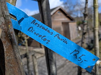 Partij bomen en planten in pot - afbeelding 27 van  91