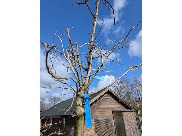 Partij bomen en planten in pot - afbeelding 28 van  91