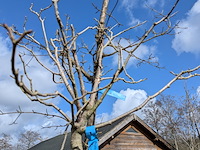 Partij bomen en planten in pot - afbeelding 28 van  91