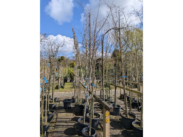 Partij bomen en planten in pot - afbeelding 29 van  91