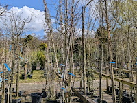 Partij bomen en planten in pot - afbeelding 29 van  91