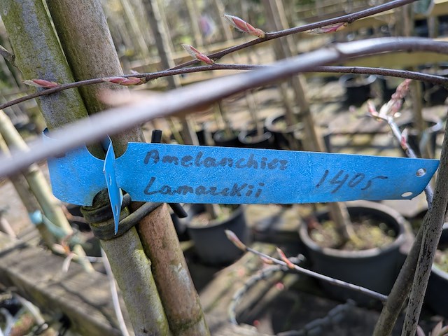 Partij bomen en planten in pot - afbeelding 30 van  91