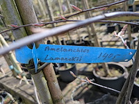 Partij bomen en planten in pot - afbeelding 30 van  91