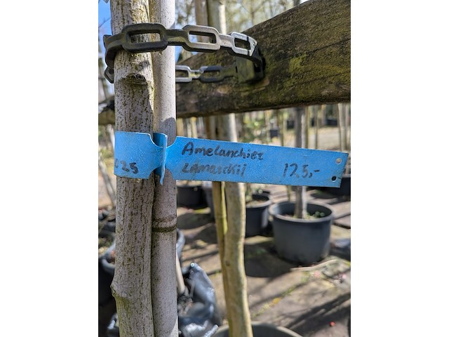 Partij bomen en planten in pot - afbeelding 31 van  91