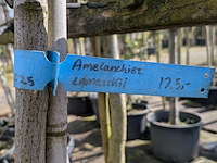 Partij bomen en planten in pot - afbeelding 31 van  91