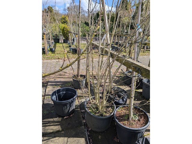 Partij bomen en planten in pot - afbeelding 32 van  91