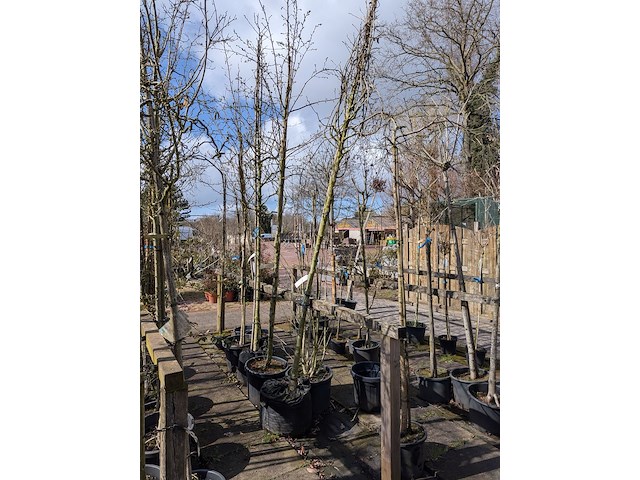 Partij bomen en planten in pot - afbeelding 33 van  91