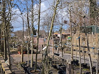 Partij bomen en planten in pot - afbeelding 33 van  91