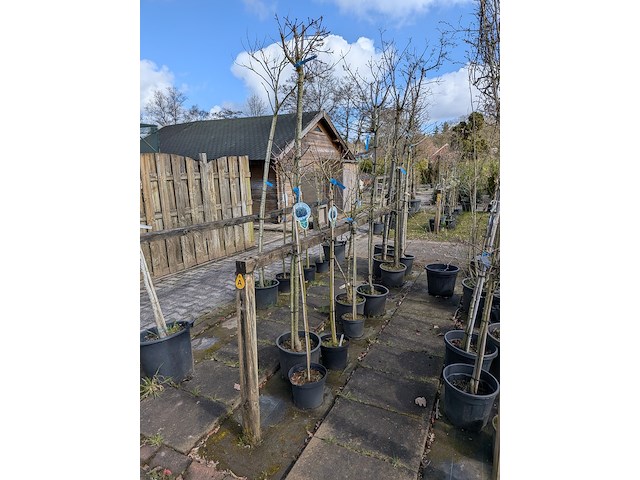 Partij bomen en planten in pot - afbeelding 23 van  91