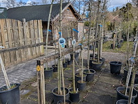 Partij bomen en planten in pot - afbeelding 23 van  91