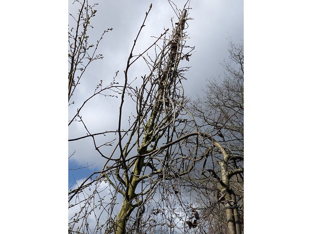 Partij bomen en planten in pot - afbeelding 35 van  91