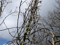 Partij bomen en planten in pot - afbeelding 35 van  91