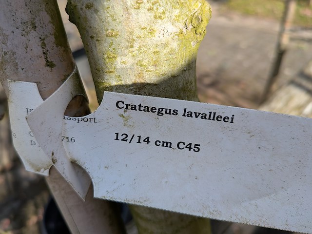 Partij bomen en planten in pot - afbeelding 36 van  91