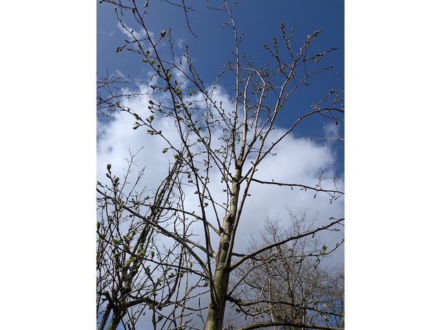 Partij bomen en planten in pot - afbeelding 37 van  91