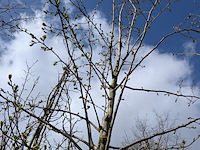 Partij bomen en planten in pot - afbeelding 37 van  91