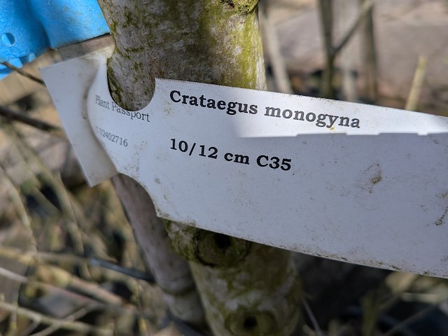 Partij bomen en planten in pot - afbeelding 38 van  91