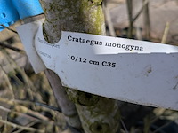 Partij bomen en planten in pot - afbeelding 38 van  91