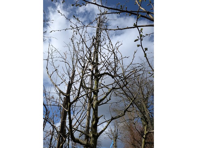 Partij bomen en planten in pot - afbeelding 39 van  91