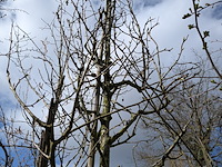 Partij bomen en planten in pot - afbeelding 39 van  91