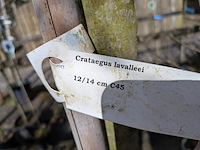 Partij bomen en planten in pot - afbeelding 40 van  91