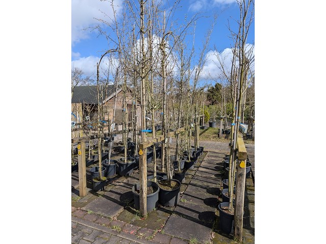 Partij bomen en planten in pot - afbeelding 41 van  91