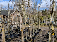 Partij bomen en planten in pot - afbeelding 41 van  91